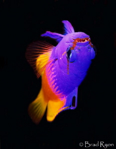 Fairy Basslet / Royal Gramma (Gramma loreto) in need of d... by Brad Ryon 